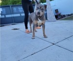Small Photo #9 American Bully Puppy For Sale in NEW BERN, NC, USA