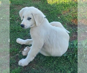 Great Pyrenees Puppy for Sale in AGRA, Oklahoma USA