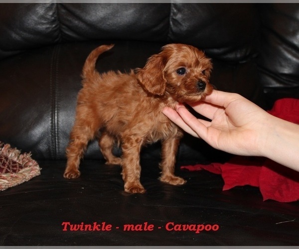Medium Photo #2 Cavapoo (Miniature) Puppy For Sale in CLARKRANGE, TN, USA