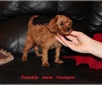 Small #1 Cavapoo (Miniature)