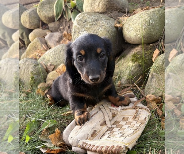 Medium Photo #2 Dachshund Puppy For Sale in MIDDLEBURY, IN, USA