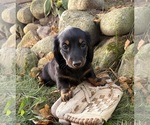 Teddy - Male Dachshund Puppy for Sale - Photo #2
