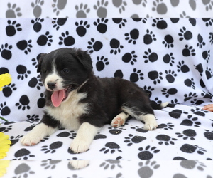 Australian Shepherd-Unknown Mix Puppy for sale in SHILOH, OH, USA