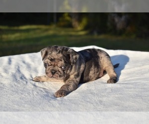 Pug Puppy for sale in PALM COAST, FL, USA