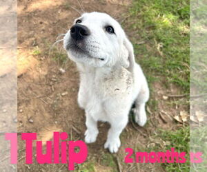 Labrenees Dogs for adoption in Woodbury, NY, USA
