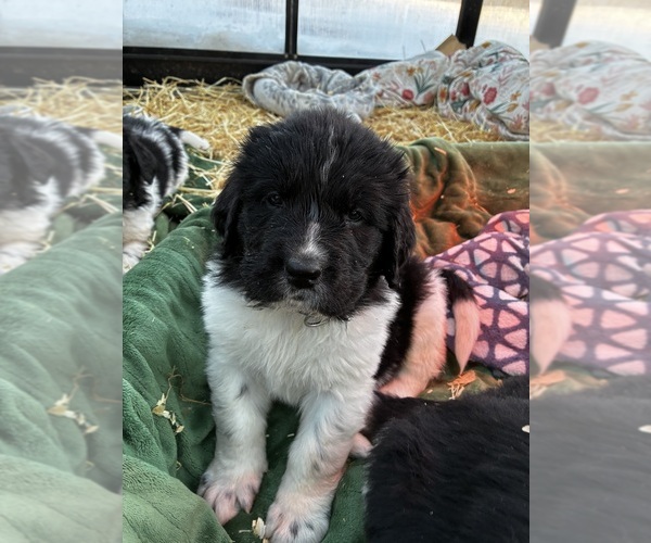 Medium Photo #1 Newfoundland Puppy For Sale in SAXTONS RIVER, VT, USA