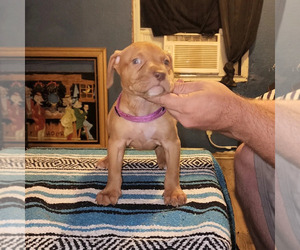 American Bully Puppy for Sale in BIG STONE GAP, Virginia USA