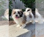 Small #1 Shih Tzu