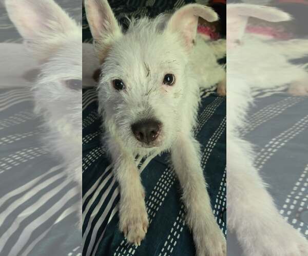 Medium Photo #3 Mutt Puppy For Sale in Spring Lake, NC, USA