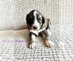 Small Photo #3 Australian Cattle Dog-Poodle (Standard) Mix Puppy For Sale in ROCK, WV, USA