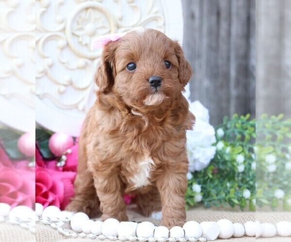 Medium Photo #3 Cavapoo Puppy For Sale in JONES, MI, USA