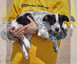 Small #2 American Staffordshire Terrier Mix