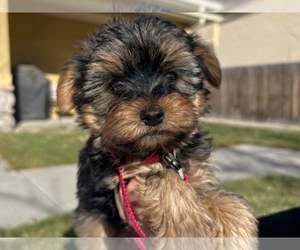 Yorkshire Terrier Puppy for sale in SALT LAKE CITY, UT, USA