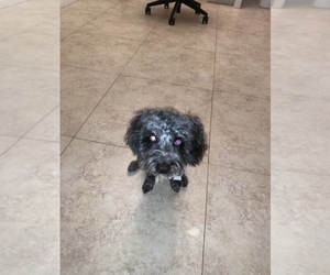 Shih-Poo Puppy for sale in PALM BAY, FL, USA