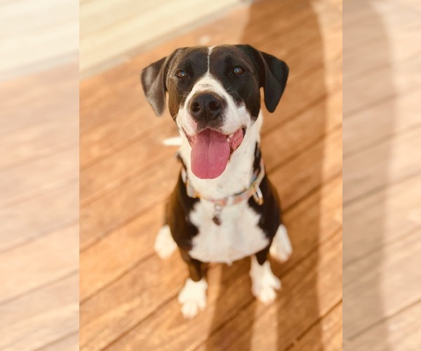 Medium Photo #1 Labrador Retriever-Unknown Mix Puppy For Sale in Holly Springs, NC, USA