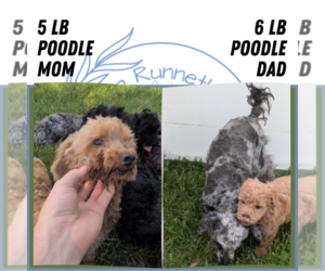 Father of the Poodle (Toy) puppies born on 05/08/2025