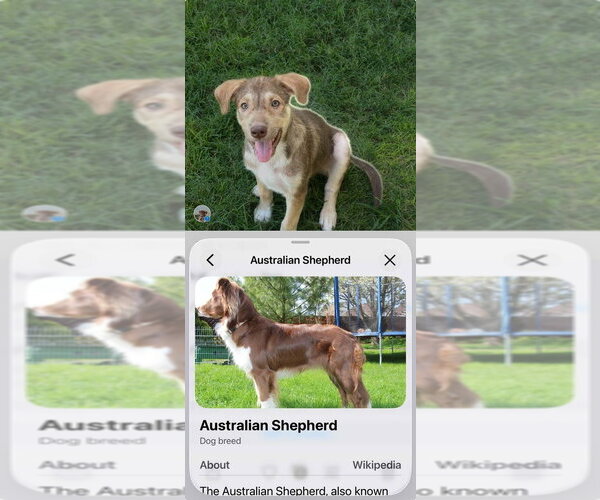 Medium Photo #4 Australian Shepherd-Unknown Mix Puppy For Sale in FRAMINGHAM, MA, USA