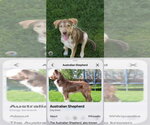 Small #3 Australian Shepherd Mix