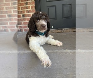 Poodle (Standard) Puppy for sale in HARRISON, AR, USA