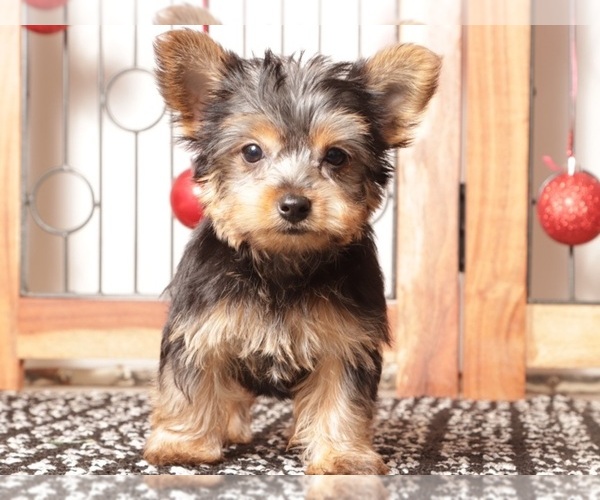 Medium Photo #2 Yorkshire Terrier Puppy For Sale in NAPLES, FL, USA