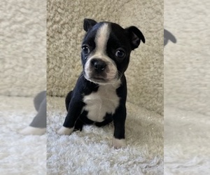 Boston Terrier Puppy for sale in CRKD RVR RNCH, OR, USA