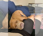 Small #5 American Pit Bull Terrier