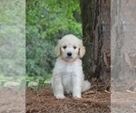 Small Photo #4 Goldendoodle Puppy For Sale in BERLIN, NJ, USA