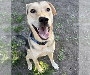 Mutt Dogs for adoption in Brooklyn Center, MN, USA