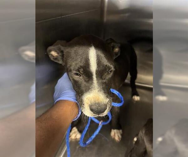 Medium Photo #1 Labrador Retriever-Unknown Mix Puppy For Sale in Houston, TX, USA
