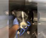 Small Labrador Retriever Mix