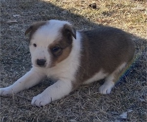 Texas Heeler Puppy for sale in FRUITA, CO, USA