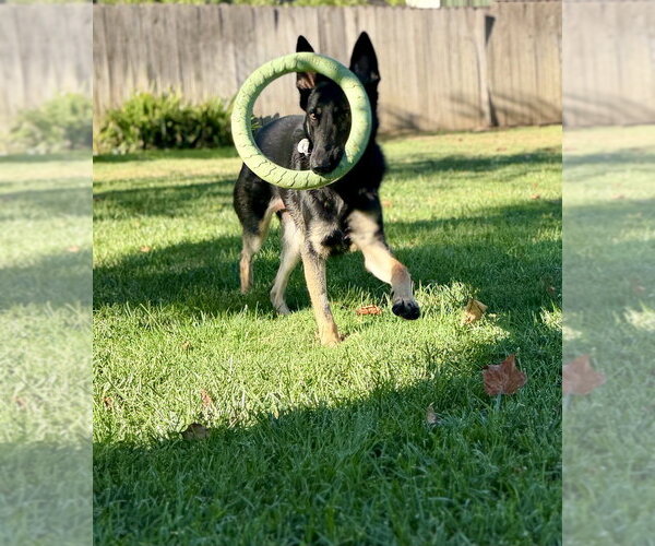 Medium Photo #7 German Shepherd Dog Puppy For Sale in West Sacramento, CA, USA