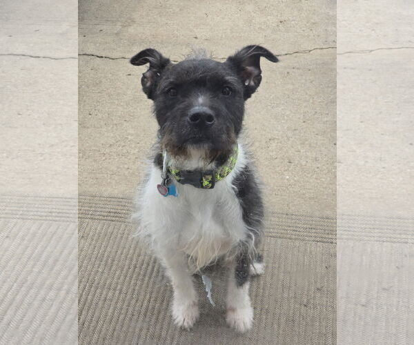 Medium Photo #8 American Staffordshire Terrier-Unknown Mix Puppy For Sale in Rosenberg, TX, USA