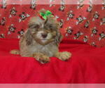 Small #6 F2 Aussiedoodle