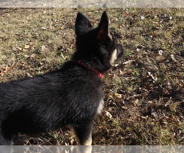 Medium Photo #3 German Shepherd Dog Puppy For Sale in CLOVERDALE, IN, USA