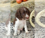 Puppy Enzo English Springer Spaniel