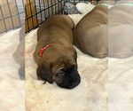 Small #2 Boerboel-Cane Corso Mix