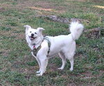 Small #13 American Eskimo Dog Mix