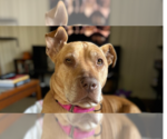 Small #8 American Staffordshire Terrier Mix