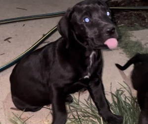 Great Dane-Rottweiler Mix Puppy for sale in POMONA, CA, USA