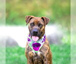 Small Mountain Cur Mix