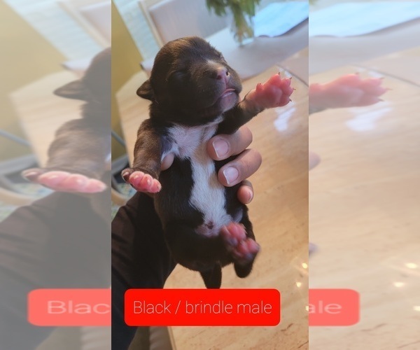 Medium Photo #21 Staffordshire Bull Terrier Puppy For Sale in HOUSTON, TX, USA