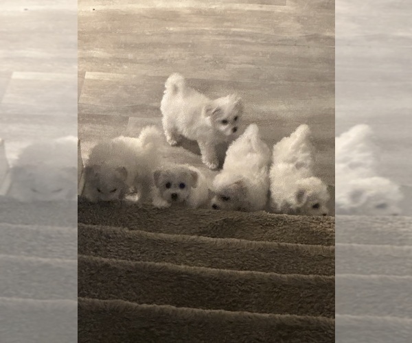 Medium Photo #15 Bichon Frise Puppy For Sale in PELZER, SC, USA