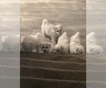 Small #14 Bichon Frise