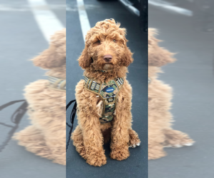 Goldendoodle Puppy for sale in PHILLIPS RANCH, CA, USA