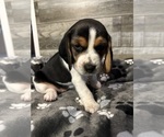 Puppy Puppy 4 Marley Beagle