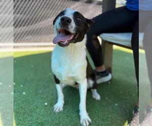 Labrador Retriever-Unknown Mix Dogs for adoption in Grand Prairie, TX, USA