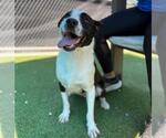 Small Labrador Retriever Mix