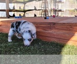 Small Photo #7 Miniature Australian Shepherd Puppy For Sale in MIDDLEBURG, FL, USA