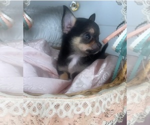 Chihuahua Puppy for sale in CHARLOTTE, NC, USA